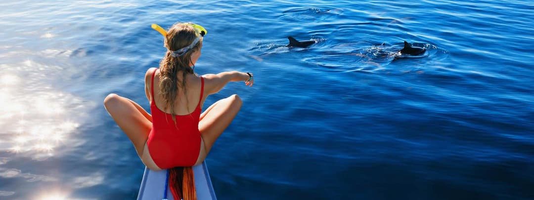 dolphin in Mallorca's coastal waters
