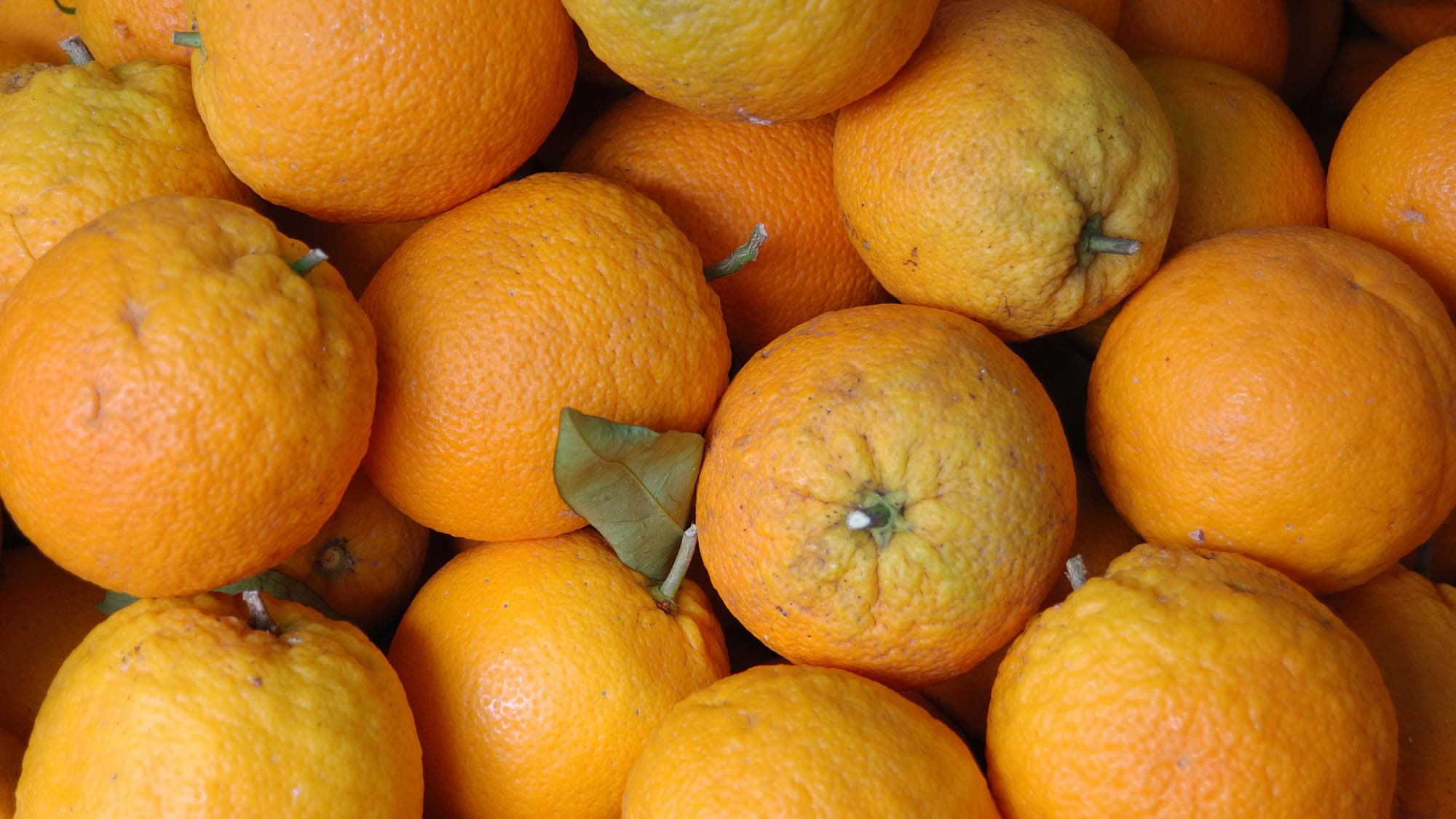 Oranges of Mallorca