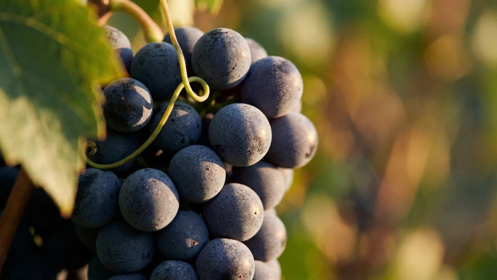 Bodegas Antonio Nadal – impression 1