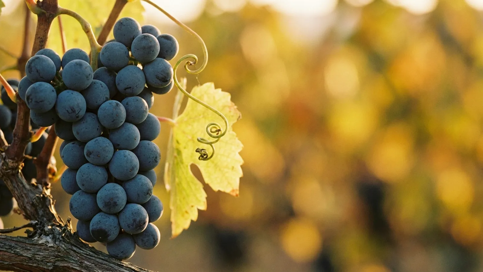 Macià Batle – Wineries in Mallorca