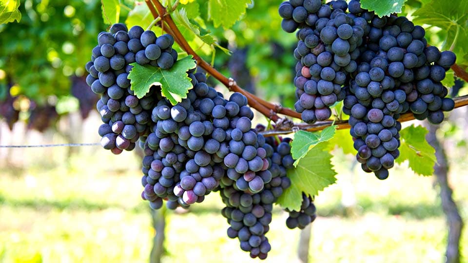 un gros plan sur des raisins