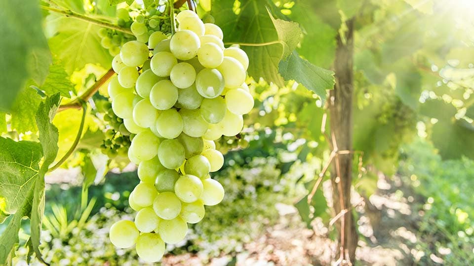 une grappe de raisin sur une vigne
