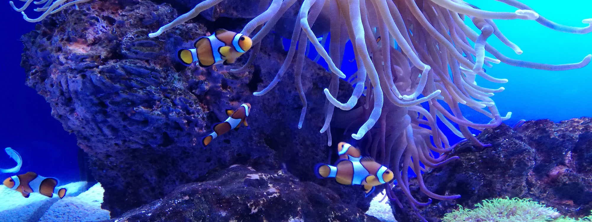 Palma Aquarium