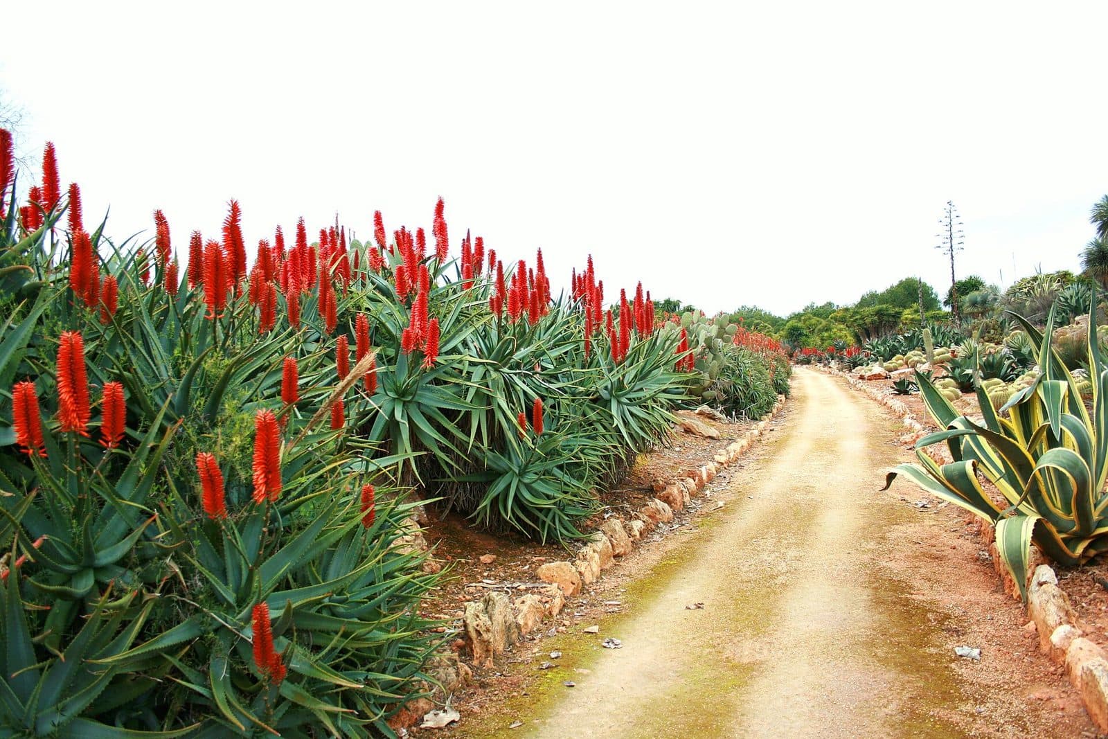 Botanicactus