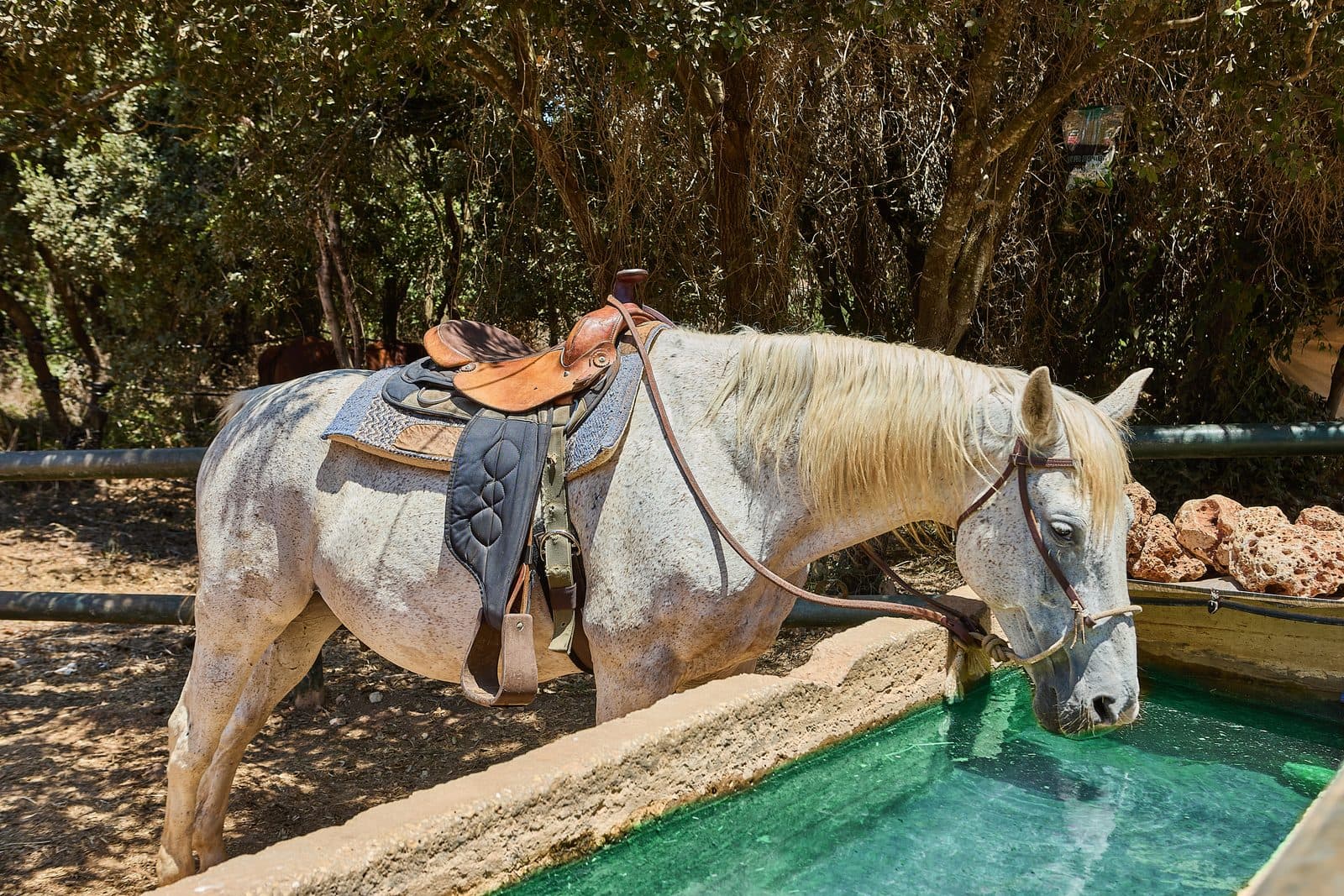 Horse to Castle