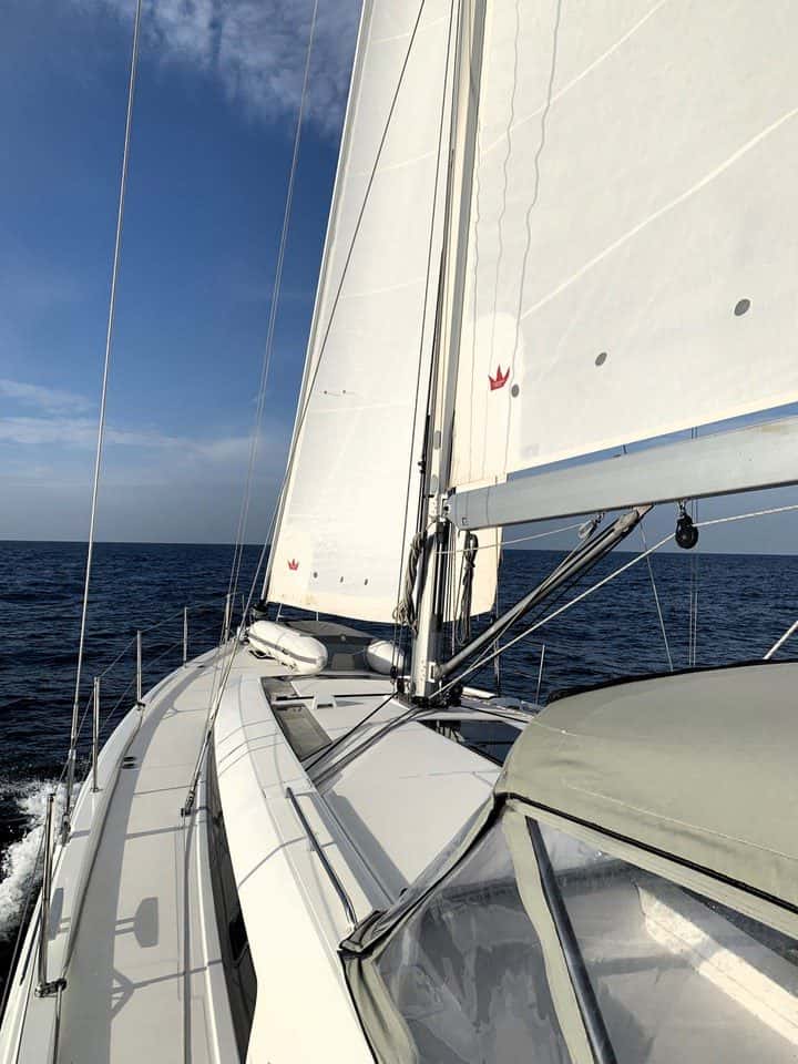 Avocado auf Mallorca 6