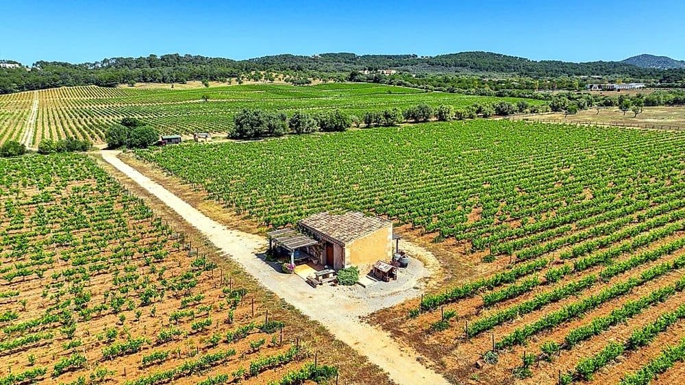 BUSINESS BODEGA: 7,290 M² WINERY WITH 40 HA OF VINEYARDS 8