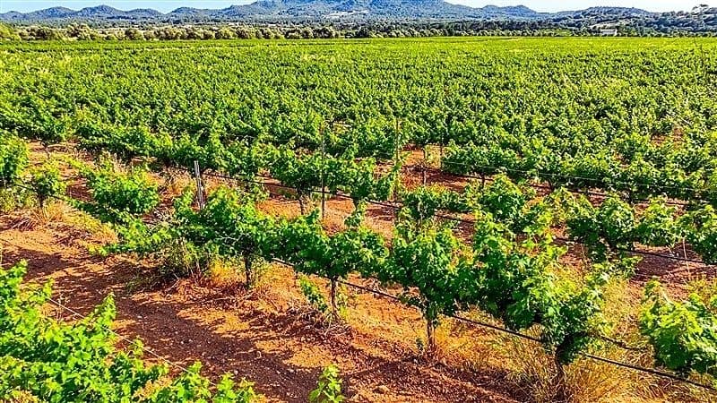 BUSINESS BODEGA: 7,290 M² WINERY WITH 40 HA OF VINEYARDS 9