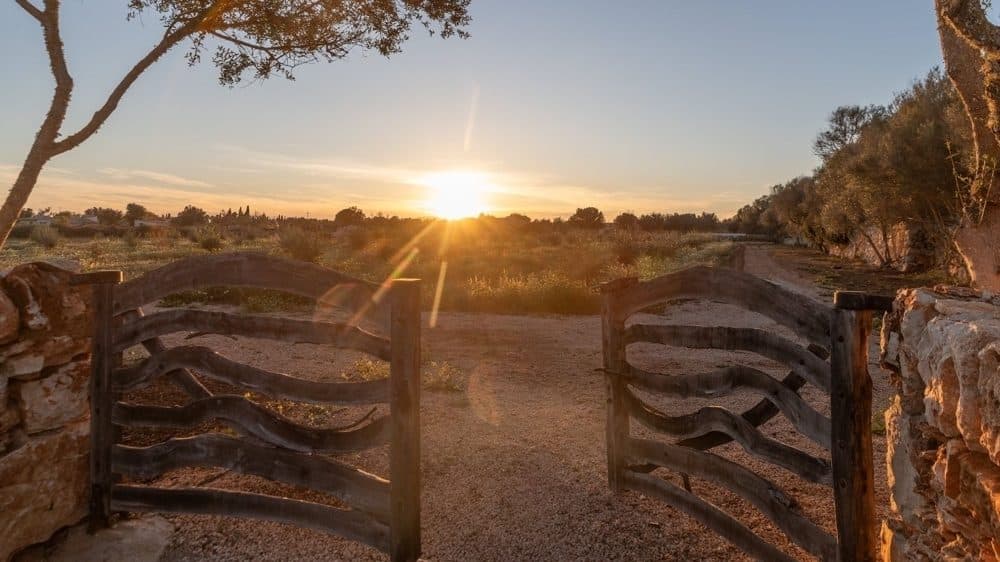 PORRERES: EXCLUSIVE FINCA WITH VINEYARD AND LARGE ESTATE 20