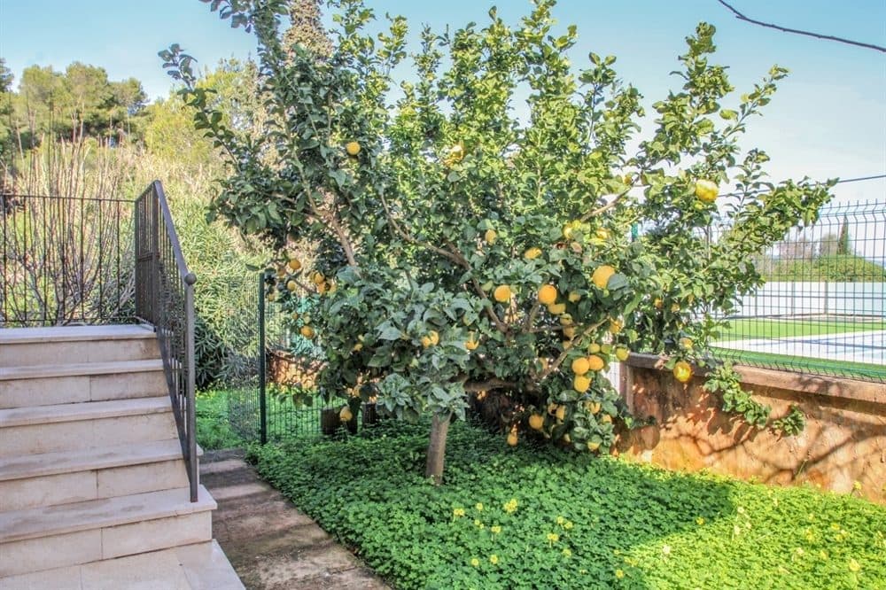 ALCUDIA: DETACHED HOUSE WITH SEA VIEWS 3