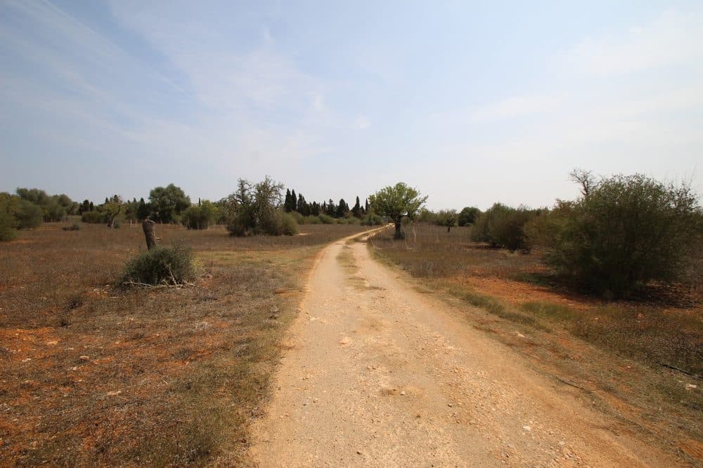 LLUCMAJOR: RUSTIC BUILDING PLOT CLOSE TO THE TOWN 4