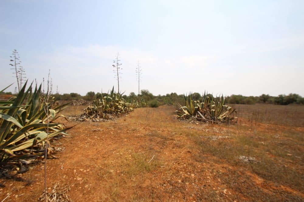 LLUCMAJOR: RUSTIC BUILDING PLOT CLOSE TO THE TOWN 3
