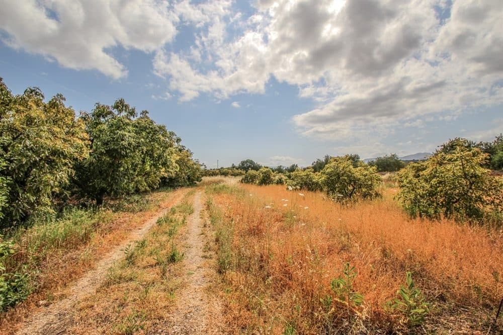 MALLORCA: IDYLLIC FINCA WITH AVOCADO TREES AND ETV LICENCE 26